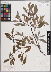 Foto von Salix daphnoides Vill.